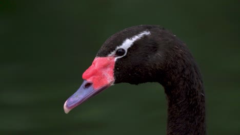 Extreme-close-up-of-a-black-necked-swan-swimming-peacefully-on-a-lake