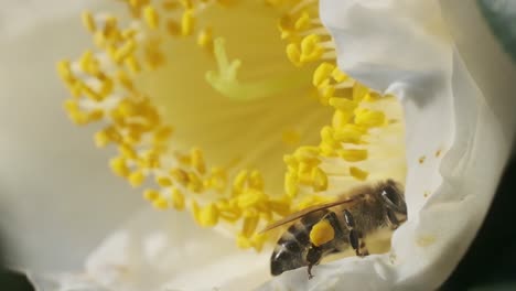 Little-honey-bee-pollenating-big-white-flower-with-yellow-stamen-slow-motion