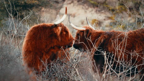 Highland-Cattle-Graze-In-The-Middle-Of-Wilderness-In-The-Netherlands