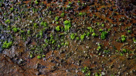 Close-up-of-a-rocky-shore-covered-in-green-moss-and-transparent-foamy-sea-waves-washing-over-them