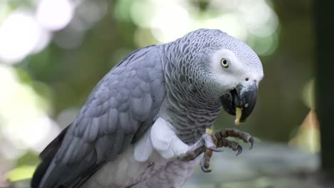 African-Grey-parrot-eating-fruit---SLOW-MOTION