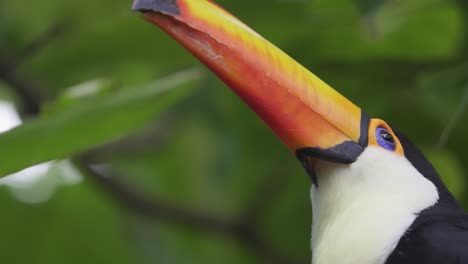Extreme-close-up-shot-of-a-common-Toucan-surrounded-by-green-jungle-leaves