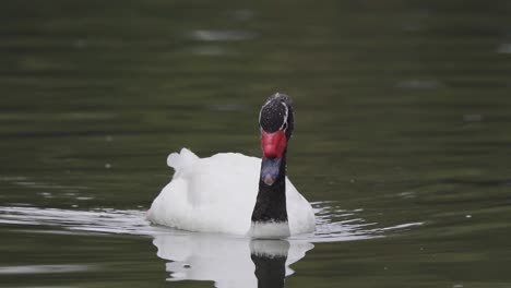 Close-up-of-a-black-necked-swan-swimming-on-a-lake-sinking-its-body-underwater-searching-for-food