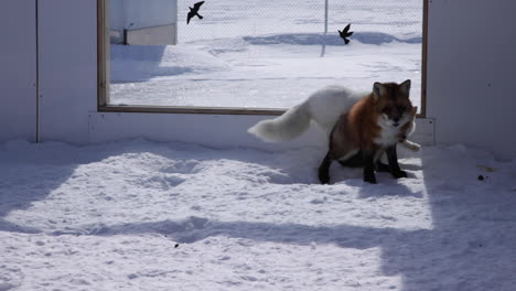 An-arctic-fox-close-up-in-the-winter-snow-with-a-red-fox-in-an-enclosure