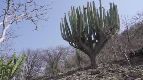 Lophocereus-Marginatus-Cactus-In-Mixteca-Poblana,-Puebla,-Mexico
