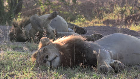Wunderschöne-Afrikanische-Szene-Mit-Schlafenden-Männlichen-Löwen-Im-Gegenlicht-Der-Frühen-Morgensonne
