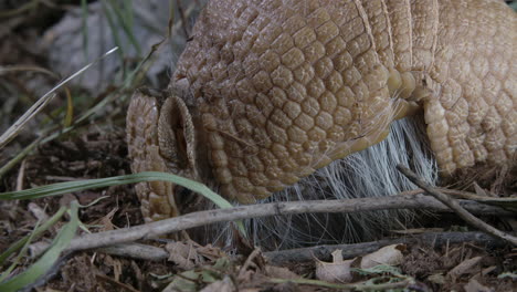Armadillo-close-up-eating-in-dirt-and-grass