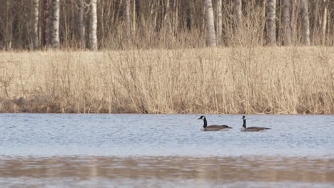 Two-Canada-geese-swimming-in-a-lake-in-Dalarna,-Sweden,-wide-shot-zoom-in