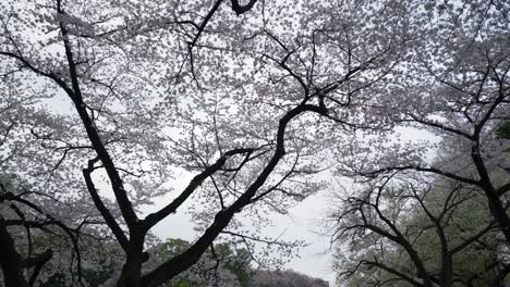 Cerezos-En-Flor-En-El-Jardín-Nacional-Shinjuku-Gyoen-Japón-4k-Temporada-De-Sakura