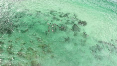 Delfines-Jugando-En-El-Agua-Cerca-De-Una-Playa-Rocosa-En-El-Sur-De-Australia