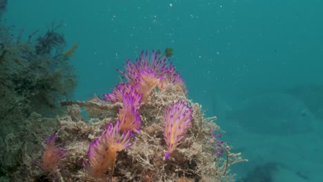Ein-Nahaufnahme-Unterwasservideo,-Das-Eine-Massenansammlung-Leuchtend-Rosa-Und-Violetter-Meeresbewohner,-Sogenannte-Nacktschnecken,-Zeigt,-Die-An-Einem-Stück-Seetang-Befestigt-Sind,-Der-Sich-In-Der-Meeresströmung-Bewegt