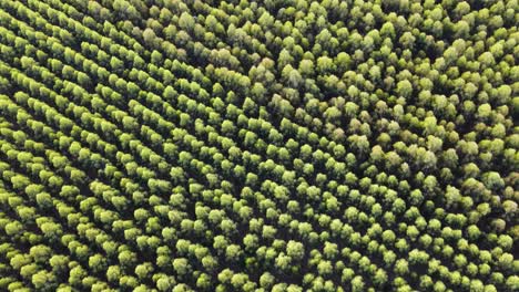 Flying-over-an-eucalyptus-forest-in-the-afternoon-in-Uruguay