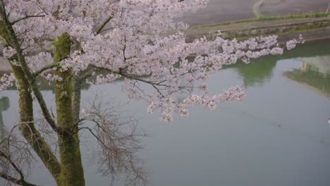 Sakura-Blüht-Im-Frühling-über-Dem-Fluss-In-Japan