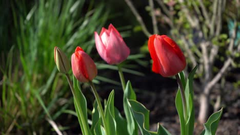 Frühling,-Rote-Tulpenblume-Im-Garten---Wunderschöner-Hintergrund-Mit-Roten-Tulpenblüten---Leuchtend-Rote-Tulpen-Wiegen-Sich-In-Einer-Sanften-Frühlingsbrise