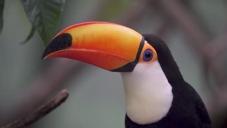 Handheld-close-up-of-a-toco-toucan-looking-around-standing-on-a-branch-in-nature-then-flying-away