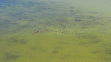 Rosa-Flamingos-Fliegen-über-Grünes-Wasser-In-Der-Lagune-Von-Oviedo,-Dominikanische-Republik
