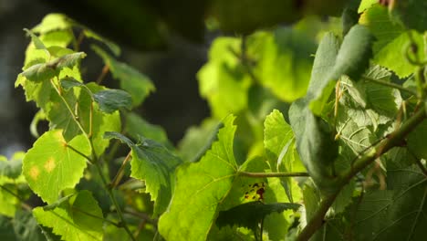 Detail-of-grape-leaves-at-sunset-sun-in-a-vineyard-in-Galicia-in-slow-motion