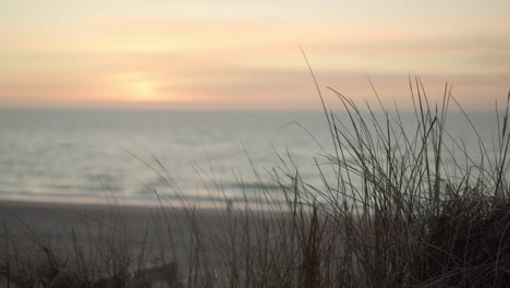 Dune-grass-moving-in-the-wind-with-the-sunset-in-the-background-on-the-island-Sylt