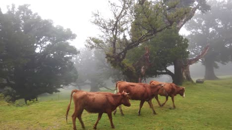 Domestic-Brown-Cows-Walking-At-Green-Pasture-With-Fog-And-Rain