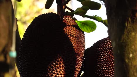 Large-brown-jackfruit-tropical-fruits-grow-ripe-on-stems-of-jack-tree-close-up