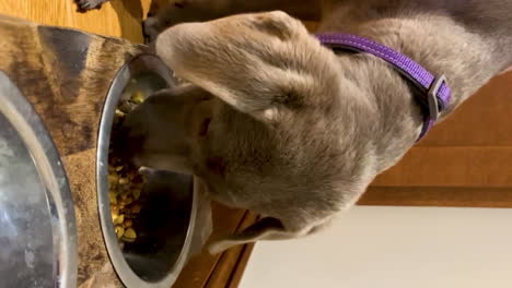 Lindo-Perro-Labrador-Retriever-Comiendo-Croquetas