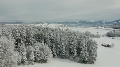 Aerial-of-pine-forest-edge-covered-in-snow