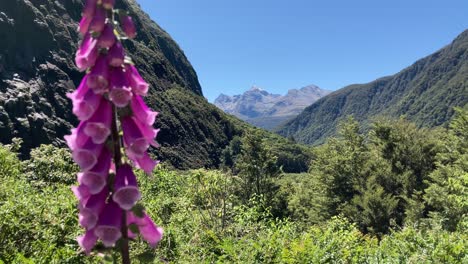 Hermosas-Flores-De-Dedalera-Con-Vistas-A-Las-Montañas-Fiordland-En-Nueva-Zelanda