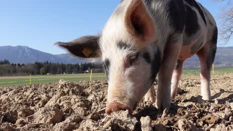 Tracking-close-up-of-young-pink-pig-with-black-dots-looking-for-food-in-soil-farmland-during-blue-sky-and-sunlight