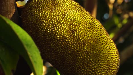 Single-yellow-jackfruit-with-rough-spiky-skin-close-up,-tropical-fruit-growing
