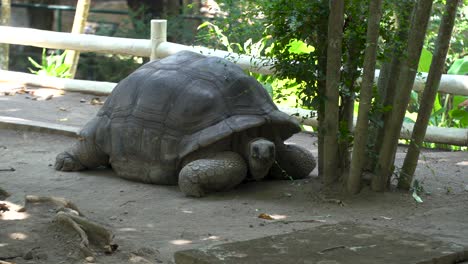 Aldabra-Giant-Tortoise-eating-leaves-in-Gembira-Loka-Zoo-enclosure,-Yogyakarta