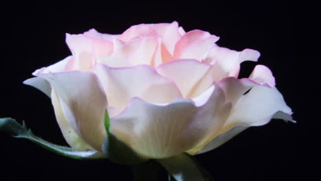 Zartes-Weiß-Mit-Einer-Zarten-Rosa-Rose,-Die-Auf-Schwarzem-Hintergrund-Blüht,-HD-Nahaufnahme-Makro
