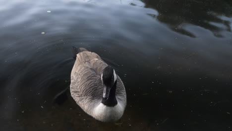 Close-up-shot-of-a-Canada-goose-floating-on-the-surface-of-a-duck-pond,-London,-England