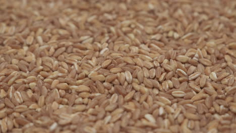 Wheat-spelt-grain,
organic-agriculture