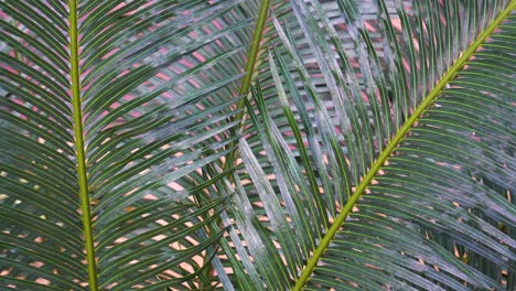 Palm-fronds-closeup.-Static-view