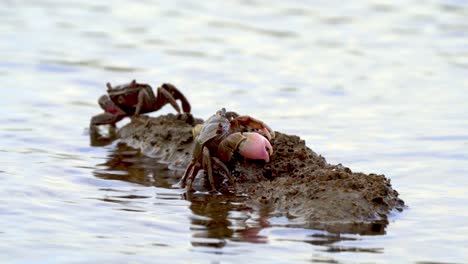 Close-view-of-neohelice-granulata-crabs-moving-on-rock-by-wavy-water