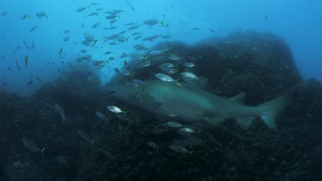 Large-pregnant-female-shark-swims-amongst-a-school-of-shimmering-fish