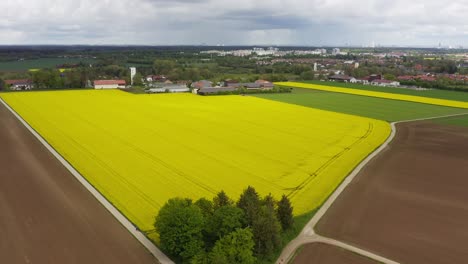Blick-über-Ein-Großes-Rapsfeld-Im-Sommer-Aus-Einer-Höheren-Drohnenperspektive-Mit-Einem-Dorf-Im-Hintergrund