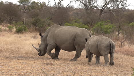 A-Southern-White-Rhino-with-her-calf-walking-close-together-across-the-dry-grass-of-South-Africa