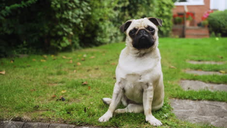 Cute-pug-dog-rotating,-tilting-head,-surprised,-alert-sitting-outside