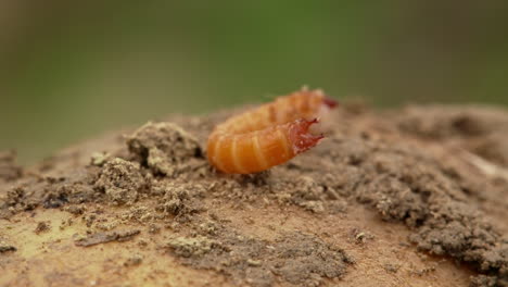 Close-up-of-wireworm-on-it‘s-back,-lying-on-potato