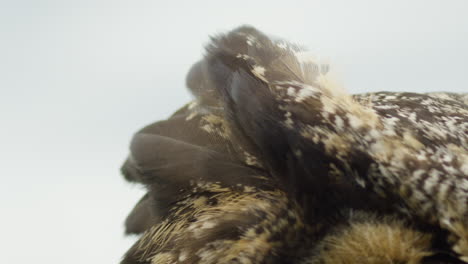 Slow-motion-feathers-on-great-horned-owl