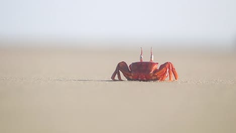A-fascinating-red-ghost-crab-sunbathes-on-the-sand