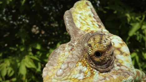 extreme-close-up-of-chameleon-lizard-eyeball---reptile-in-a-tree