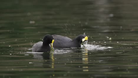 Couple-cute-Red-gartered-Coots-eating-underwater-plant-of-lake-in-nature,close-up