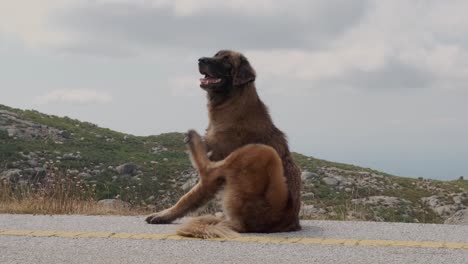 Adorable-shepherd-dog-scratching-on-road-with-rural-landscape-in-background