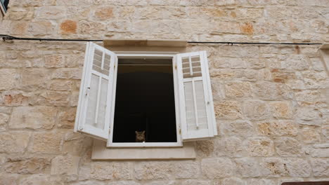 Entzückende-Katze-Am-Offenen-Fenster-Eines-Hauses-Mit-Steinmauer-In-Vis,-Kroatien