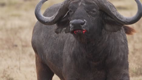 Cinematic-and-savage-shot-of-buffalo-wounded-after-fighting-with-blood-in-the-mouth