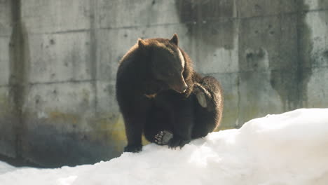 Asiatischer-Schwarzbär-Sitzt-Auf-Einem-Schnee-Und-Kratzt-Sich-An-Der-Schnauze