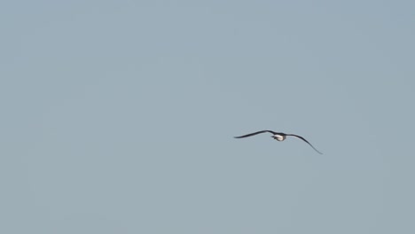Lone-kelp-gull,-seen-from-behind,-flies-in-clear-blue-sky