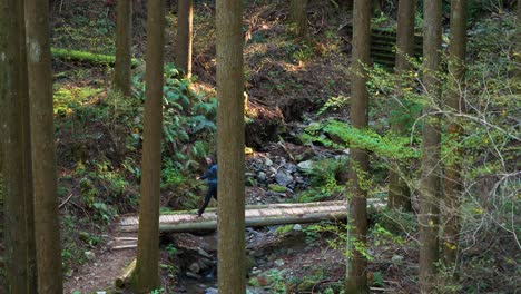 Static,-hiker-crosses-wooden-bridge-amongst-trees-and-ferns,-Kumano-Kodo